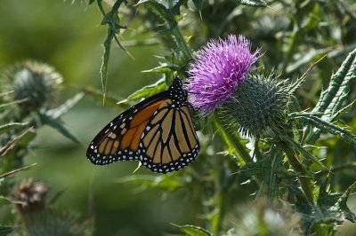 Monarch on thistle