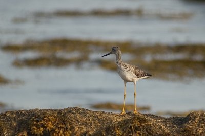 Gr.Yellowlegs