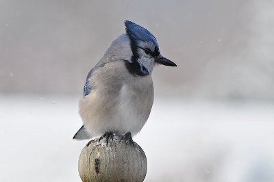 Blue Jay, home