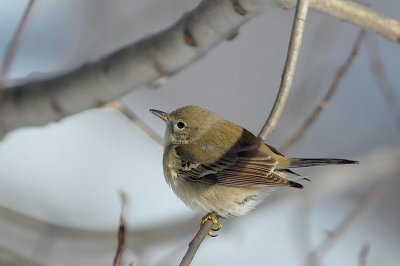 Dull Pine Warbler, Kentville (CBC)