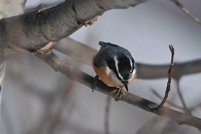 R-B Nuthatch, Kentville (CBC)
