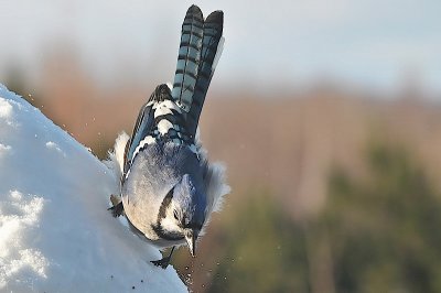Blue Jay