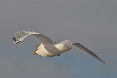 Iceland Gull, Aldershot (CBC)