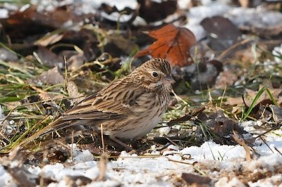 Vesper Sparrow, near Kentville (CBC)