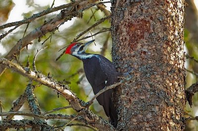 Pileated Woodpecker, Kentville (CBC)