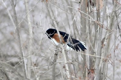 E.Towhee, Cambridge, 16-12