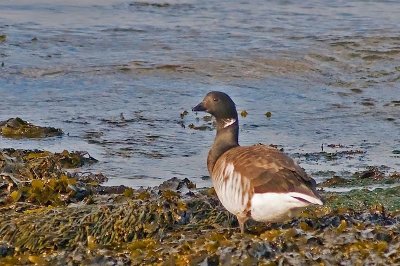 Brier Island Brant