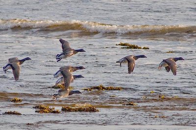 More Brant