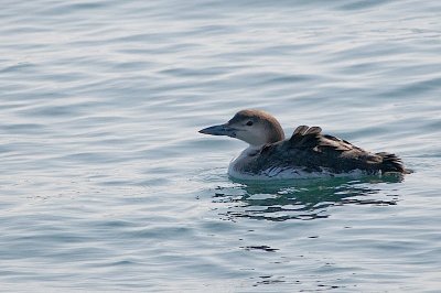 C.Loon