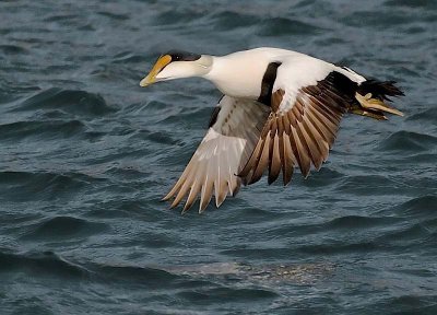 C.Eider