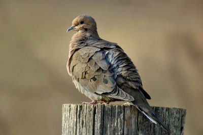 Mourning Dove