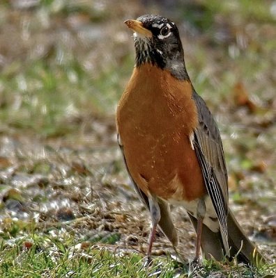 Am.Robin