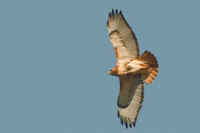 Soaring Red-tail