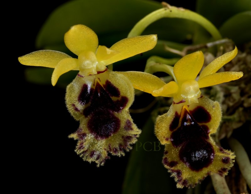 Haraella odorata, close, flowers 1 cm