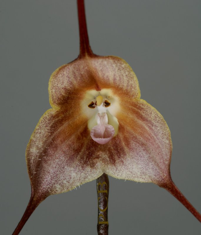 Dracula dalstroemii