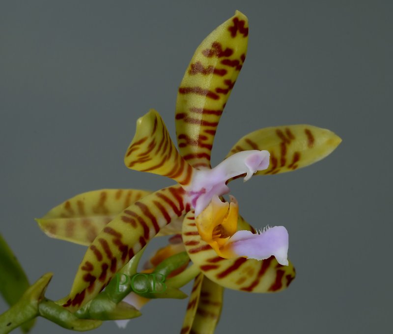 Phalaenopsis fasciata, 4 cm