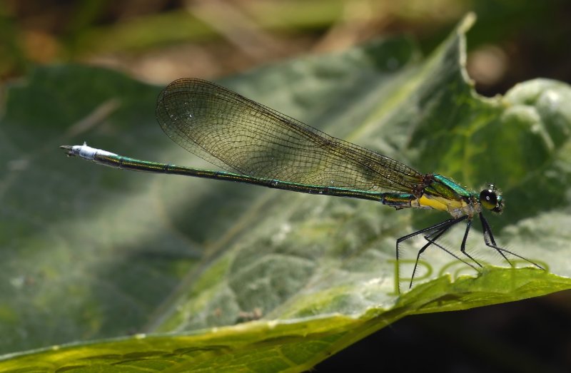 Vestalis smaragdina , male