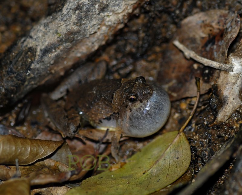 Little frog Big voice