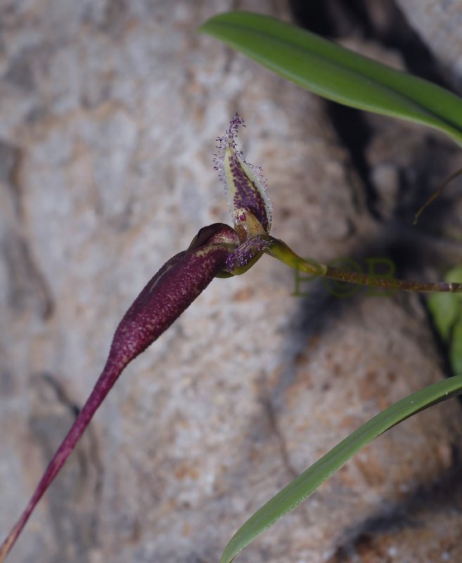 Bulbophyllum fascinator