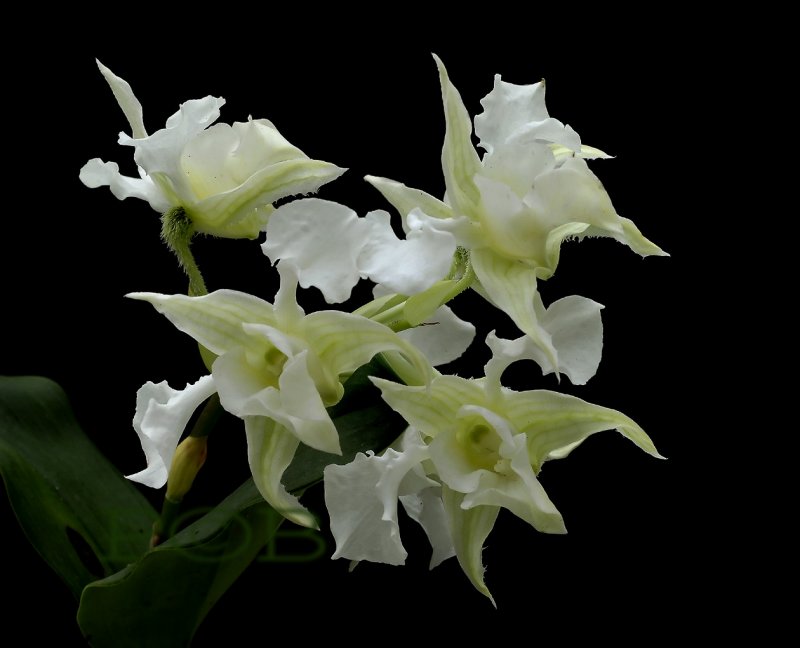 Dendrobium forbesii