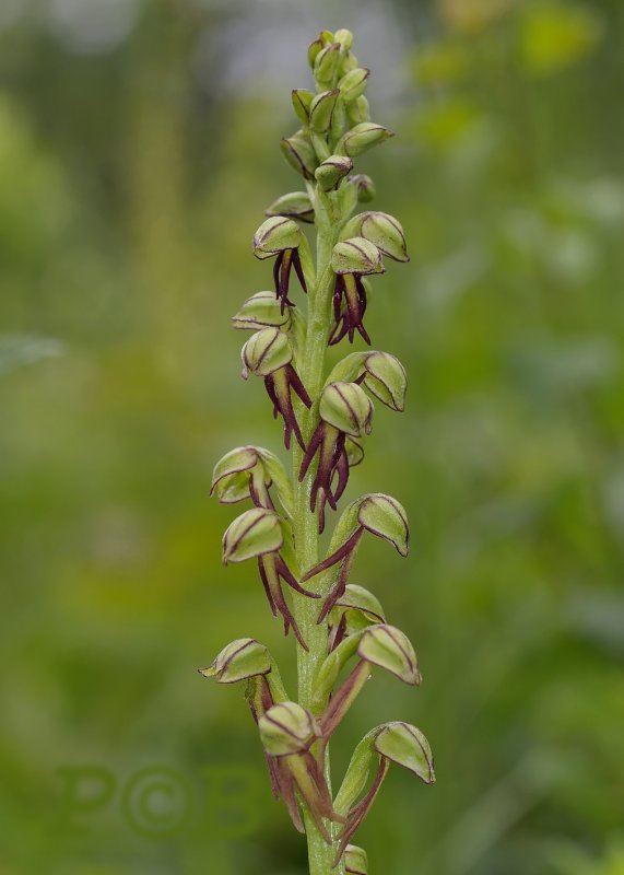 Pop rode lip, Orchis-Aceras antropophora