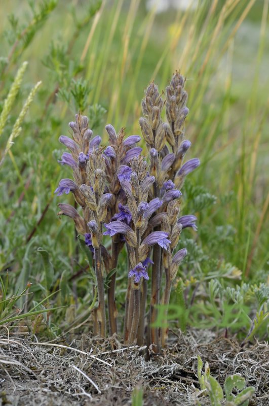 Orobanche purpurea, blauwe bremraap