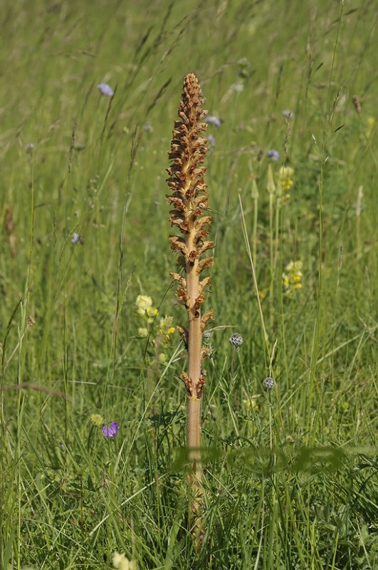 Grote bremraap, Orobanche rapum-genistae
