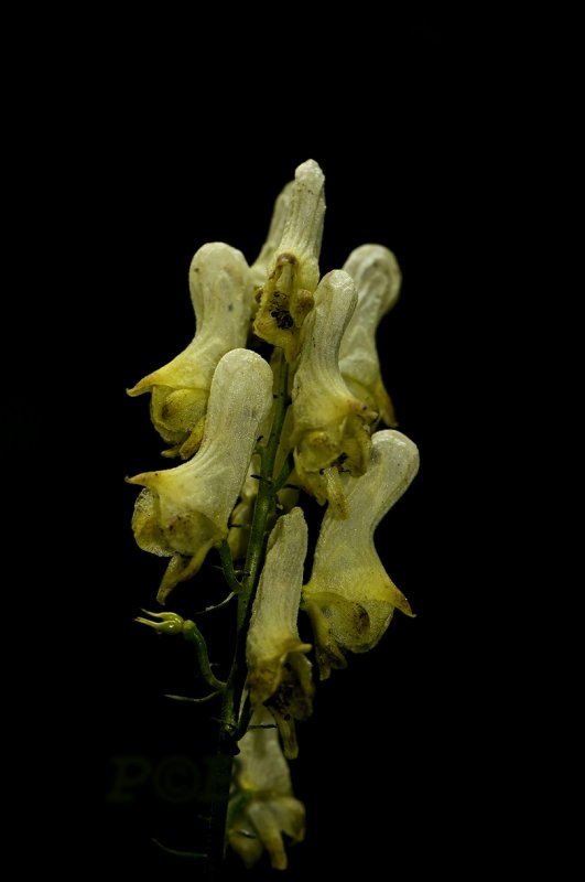 Gele monnikskap, Aconitum vulparia, Ranunculaceae