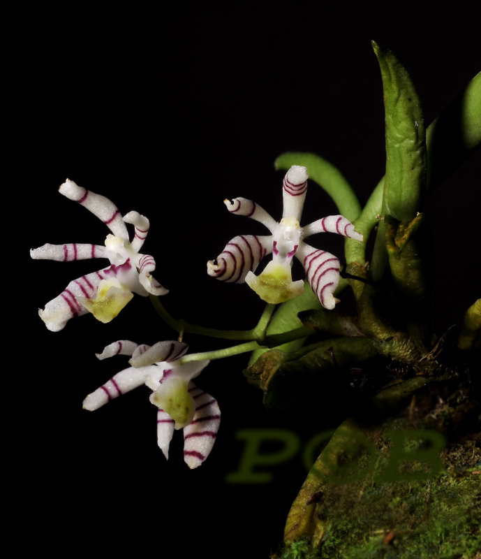 Trichoglottis pusilla