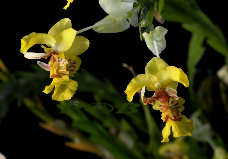 Lockhartia amoena