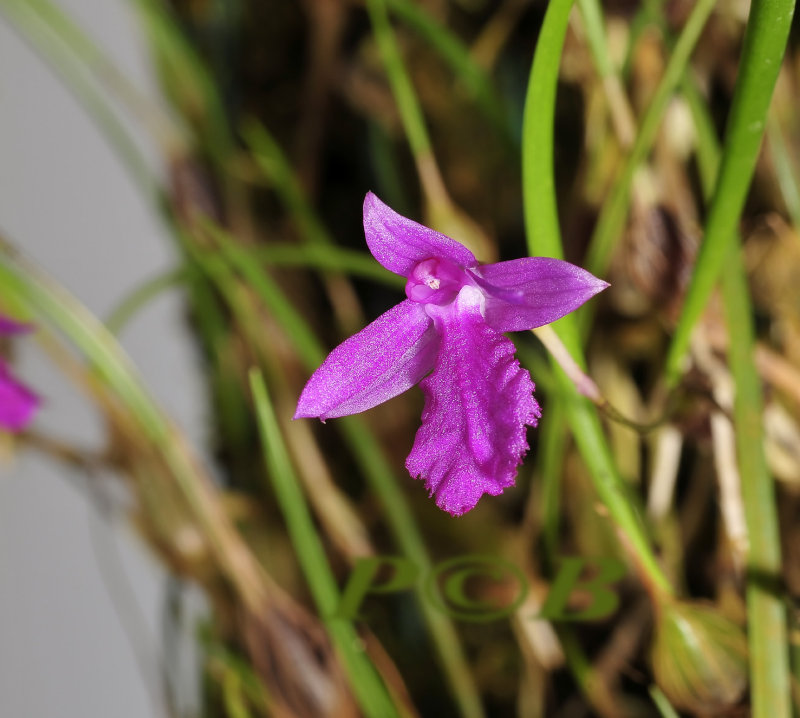 Neolauchea pulchella, flower 1 cm