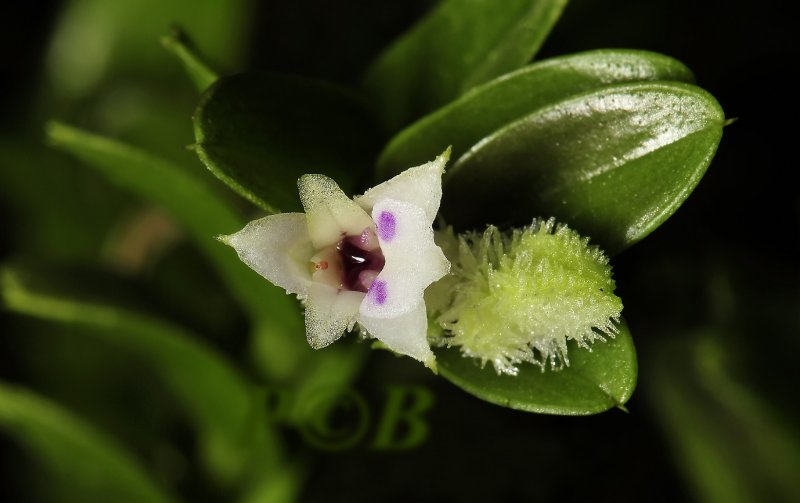 Podochilus muricatus, flowers 3 - 4 mm