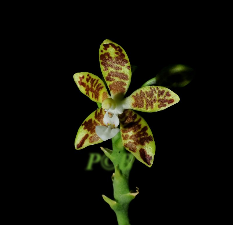 Phalaenopsis viridis