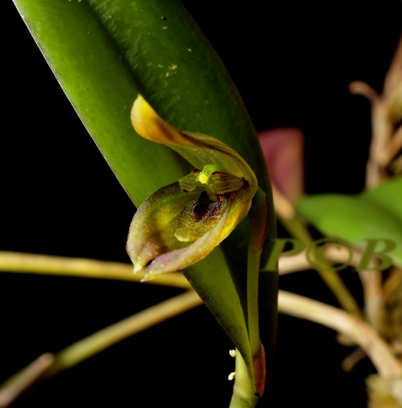 Pleurothallis saundersiana, flower about 1 cm
