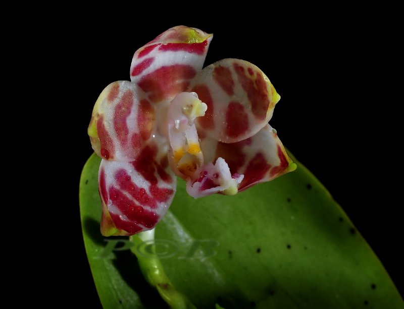 Phalaenopsis amboinensis, flower 3 - 3.5 cm