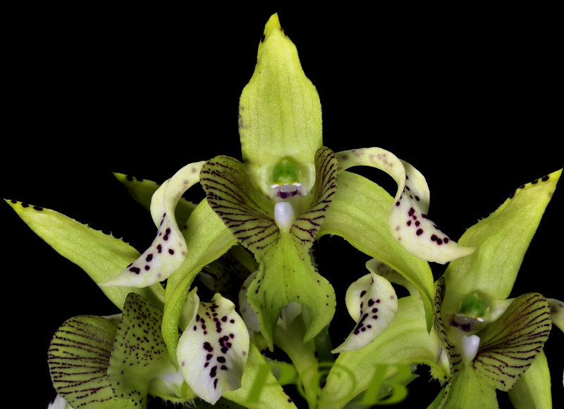 Dendrobium veitchiana, Solomon islands