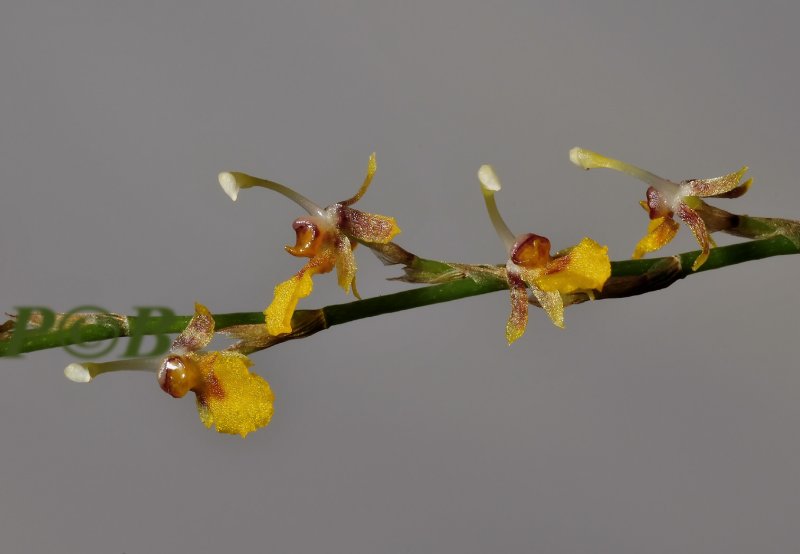 Sigmatostalix ociceras, flowers 3  mm across