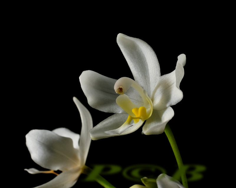 Spathoglottis eburneum flower 3  cm