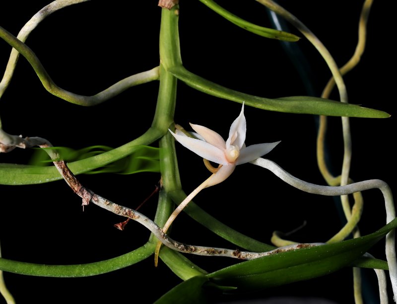 Angraecum erectum, flower 3 cm across