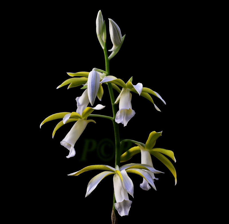 Phaius tankervillae alba