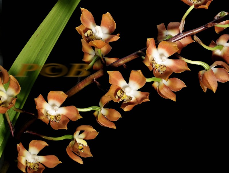 Neomoorea wallisii