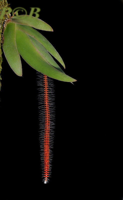 Oberonia setigera