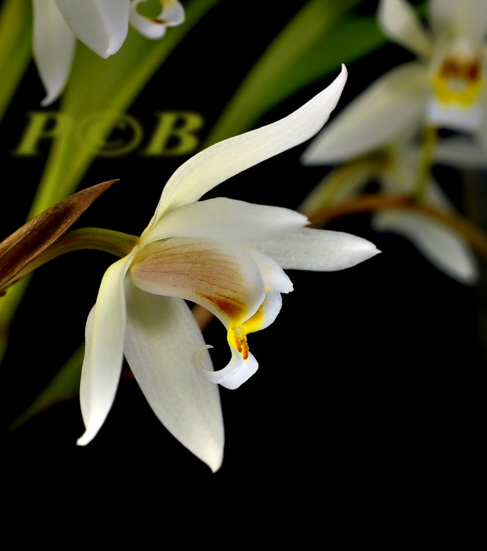 Coelogyne lactea