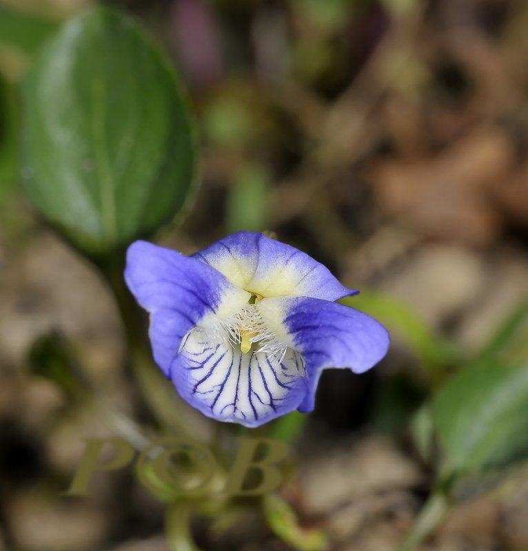 Viola canina, hondsviooltje