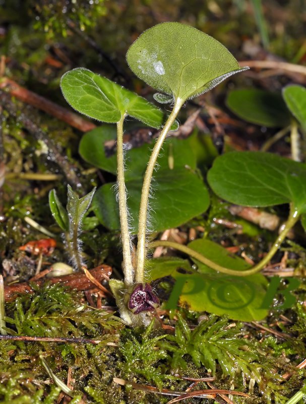 Mansoor, Asarum europaeum