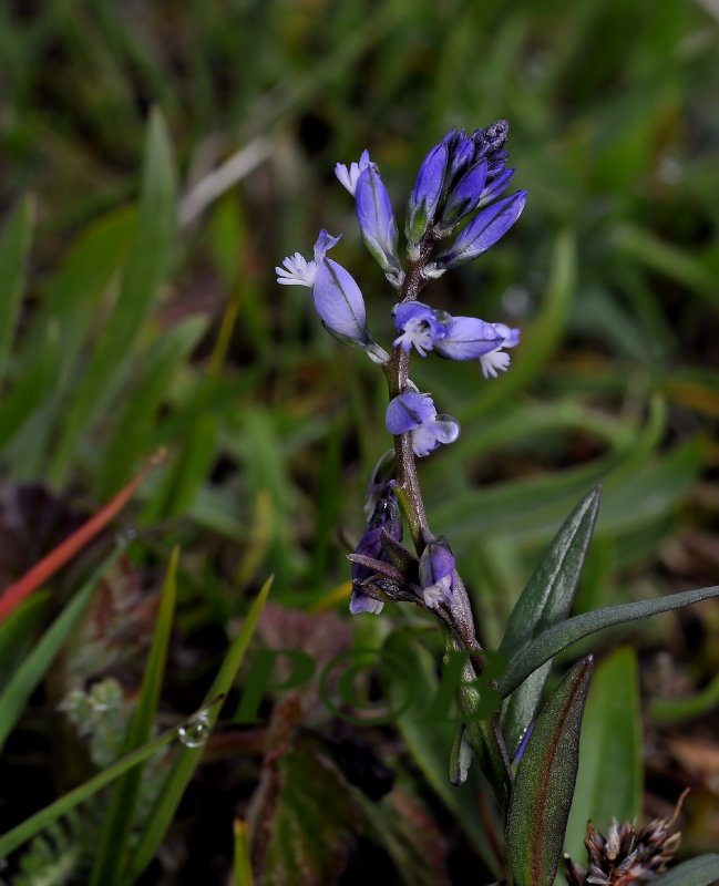 Vleugeltjesbloem, Polygala sp.
