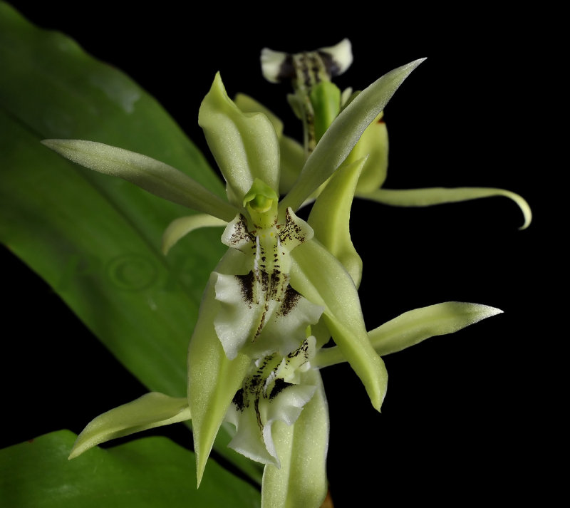 Coelogyne viridis
