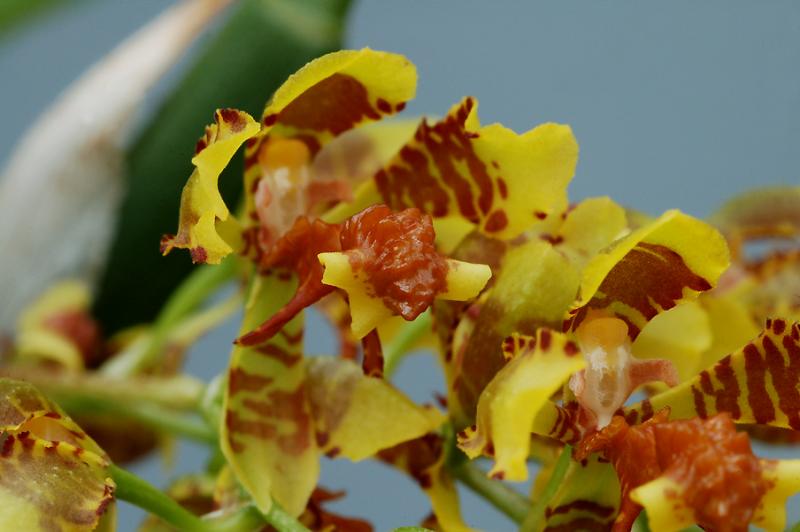 Oncidium lietzei close