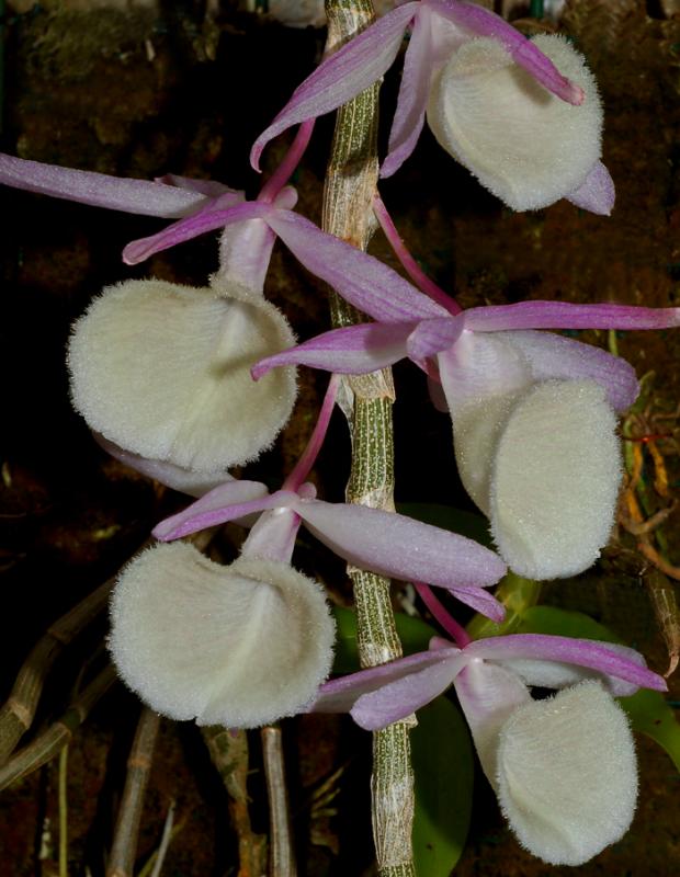 Dendrobium  polyanthum