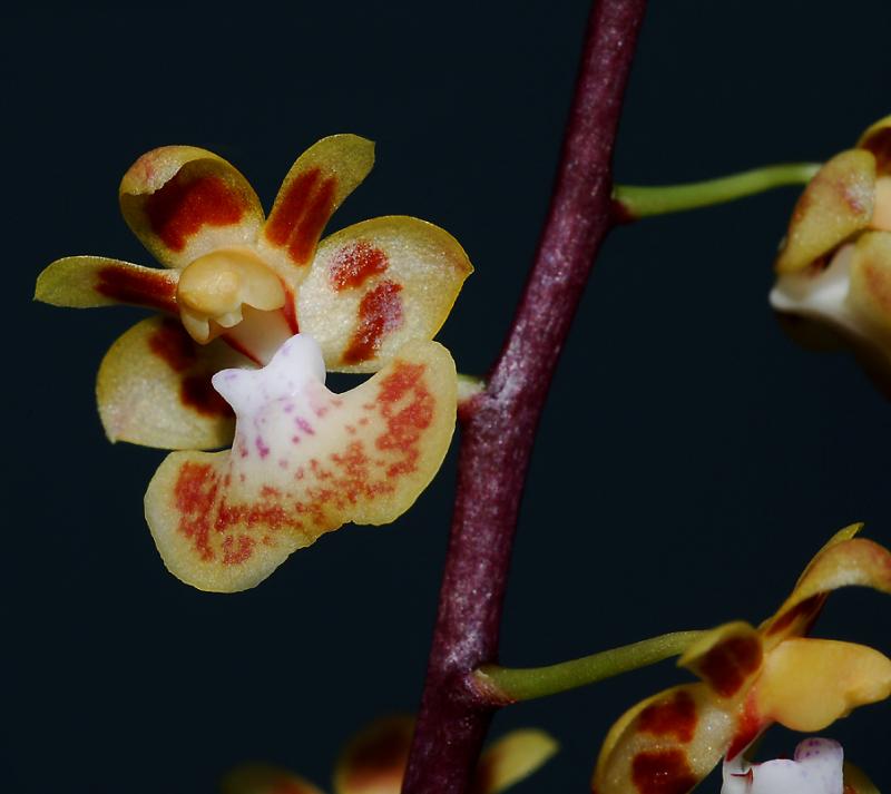 Phalaenopsis chibae, flower 1 cm
